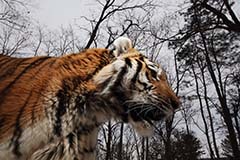 Luty: le Tigre de Sibérie rescapé.